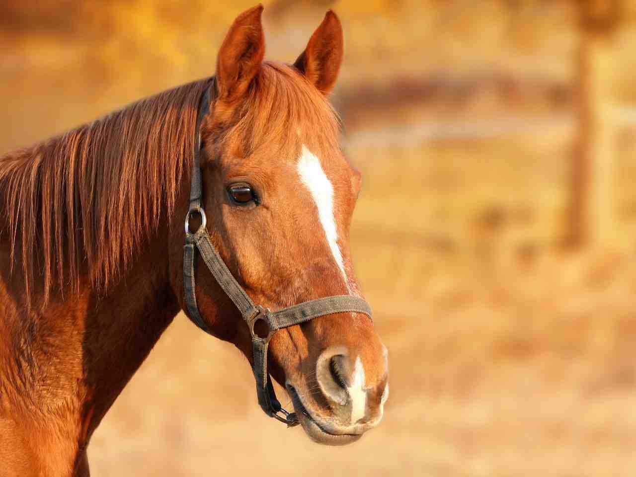 cheval, brun, animal portrait